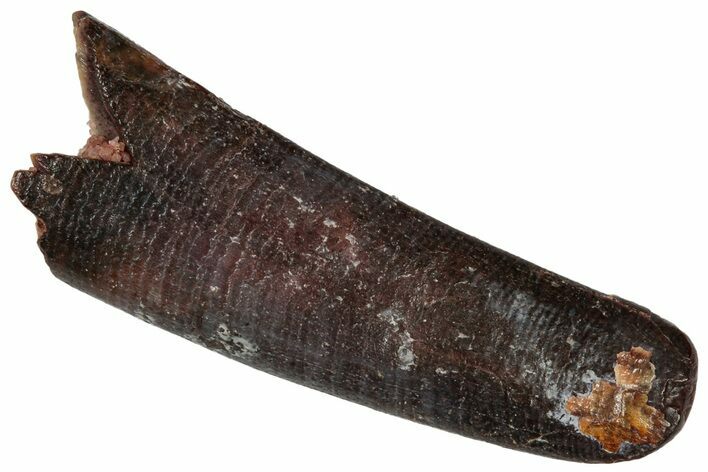 Fossil Pterosaur (Siroccopteryx) Tooth - Morocco #332554